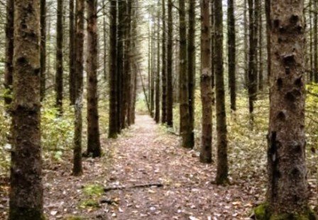 Cedar Lake Conservation Foundation